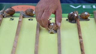 U sklopu Benkovackog kulturnog ljeta Grad Benkovac i Turisticka zajednica Grada Benkovca vec cetvrtu godinu za redom organiziraju manifestaciju Puzevim korakom. Radi se o gastro manifestaciji pripreme i degustacije puzeva. Posjetitelji su imali prilike d U sklopu Benkovackog kulturnog ljeta Grad Benkovac i Turisticka zajednica Grada Benkovca vec cetvrtu godinu za redom organiziraju manifestaciju Puzevim korakom. Radi se o gastro manifestaciji pripreme i degustacije puzeva. Posjetitelji su imali prilike d