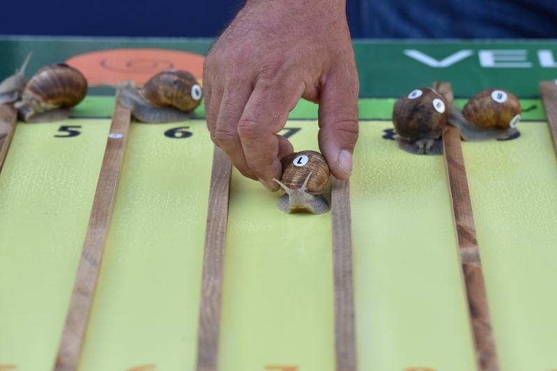 U sklopu Benkovackog kulturnog ljeta Grad Benkovac i Turisticka zajednica Grada Benkovca vec cetvrtu godinu za redom organiziraju manifestaciju Puzevim korakom. Radi se o gastro manifestaciji pripreme i degustacije puzeva. Posjetitelji su imali prilike d U sklopu Benkovackog kulturnog ljeta Grad Benkovac i Turisticka zajednica Grada Benkovca vec cetvrtu godinu za redom organiziraju manifestaciju Puzevim korakom. Radi se o gastro manifestaciji pripreme i degustacije puzeva. Posjetitelji su imali prilike d