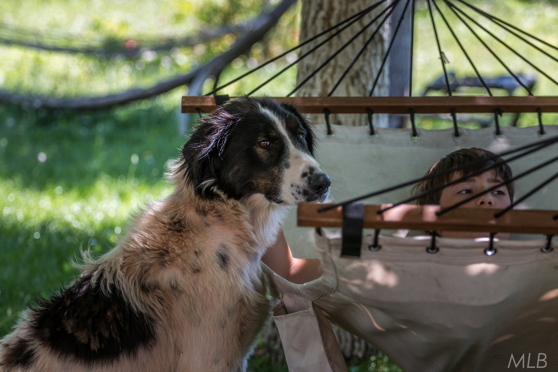Simpatična galerija koja prikazuje životinjsku farmu na najvišem južnom vrhu Velebita – Crnopcu Simpatična galerija koja prikazuje životinjsku farmu na najvišem južnom vrhu Velebita – Crnopcu