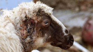 Kaštel Žegarski: Ovca potjerala vuka i ojanjila dva janjčića