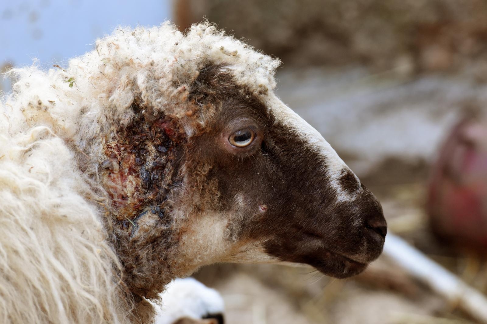 Kaštel Žegarski: Ovca potjerala vuka i ojanjila dva janjčića