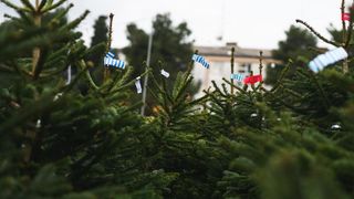 Jelka, božićno drvce Jelka, božićno drvce