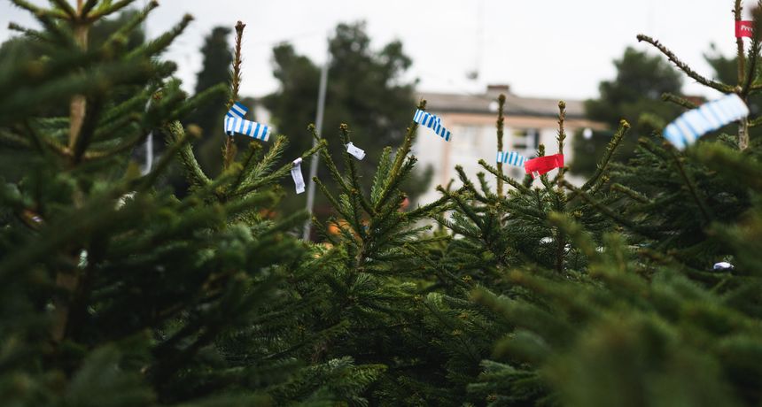Jelka, božićno drvce Jelka, božićno drvce
