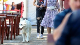 Međunarodna izložba pasa CACIB 2023