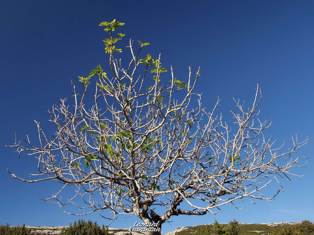 Đir po otoku Pagu – Šimuni, Foto: Leonard Kvarantan
