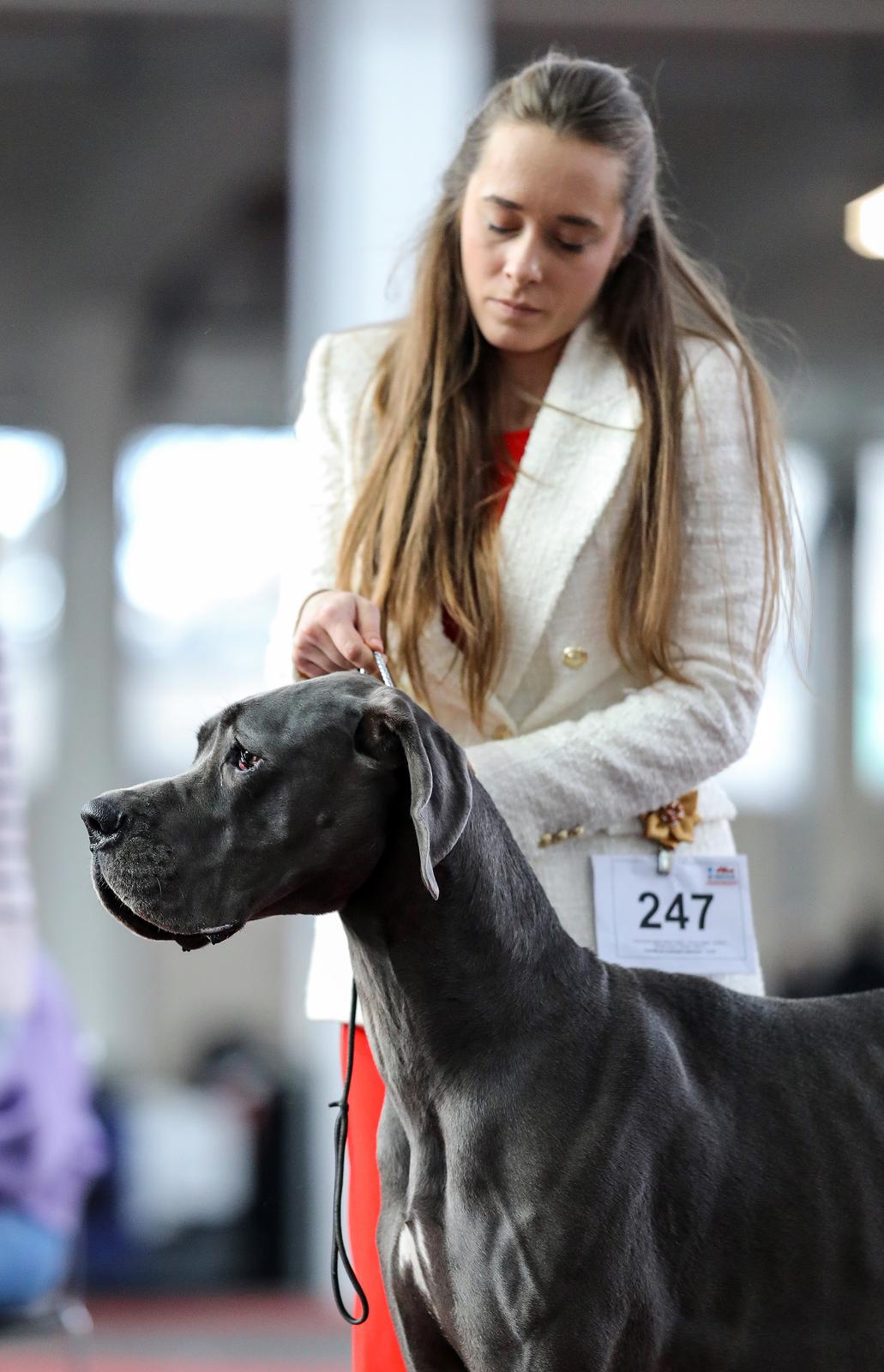 Izložba pasa na Zagrebačkom velesajmu Izložba pasa na Zagrebačkom velesajmu