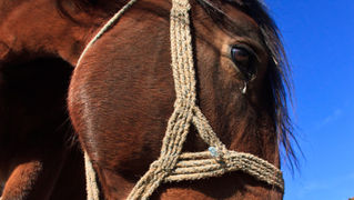 Đir do Zavižana, sjeverni Velebit, foto: Leo Banić