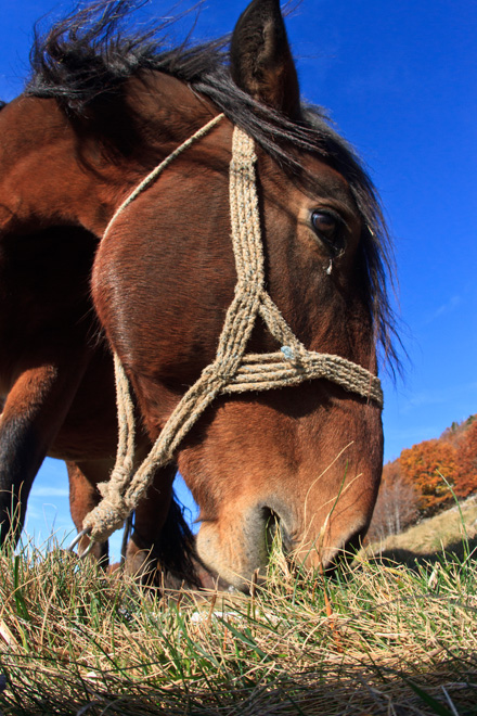 Đir do Zavižana, sjeverni Velebit, foto: Leo Banić