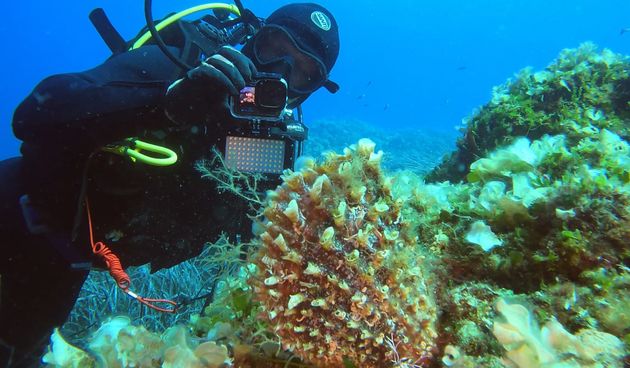 Dok su tragali za živim periskama, 60 ronioca izvuklo tone otpada!