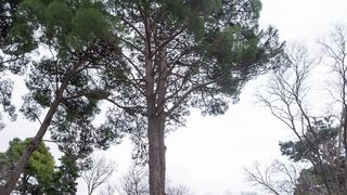 Đir po Perivoju Vladimira Nazora