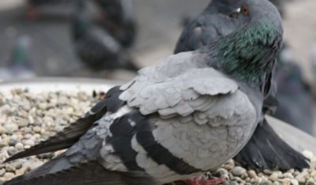 Golub (Foto: Javno.hr)