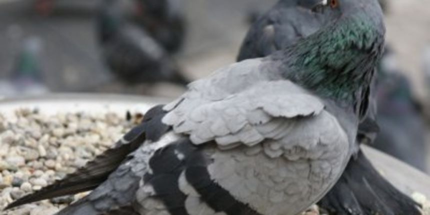 Golub (Foto: Javno.hr) Golub (Foto: Javno.hr)