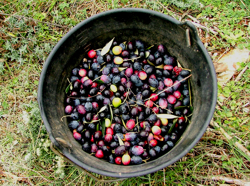 Image 1191195 (auto)