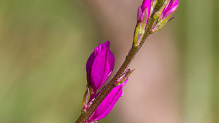 Priroda, cvijece, livada, sparoge, foto: Leo Banic