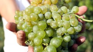 Drniš: Berba grožđa sa više od milijun čokota vinove loze, Photo: Duško Jaramaz/PIXSELL