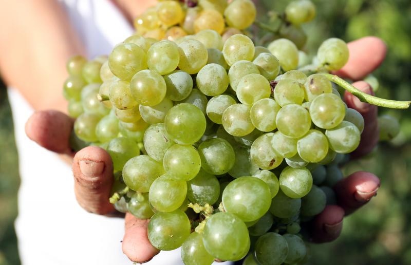 Drniš: Berba grožđa sa više od milijun čokota vinove loze, Photo: Duško Jaramaz/PIXSELL