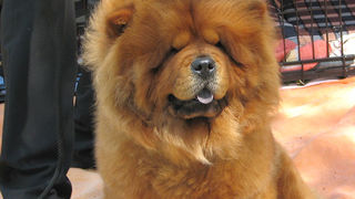 Image 1171097 (auto)