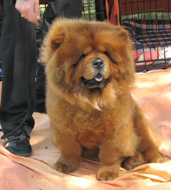 Image 1171097 (auto)