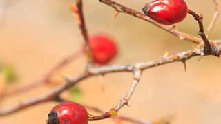 Izlet u Libinje 6. travnja 2011, Foto: Leo Banic