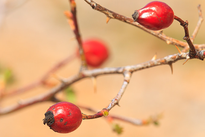 Izlet u Libinje 6. travnja 2011, Foto: Leo Banic