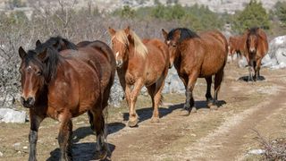 Veliko Rujno: Drago Krapić vlasnik je pedesetak konja koji obitavaju na velebitskim pašnjacima