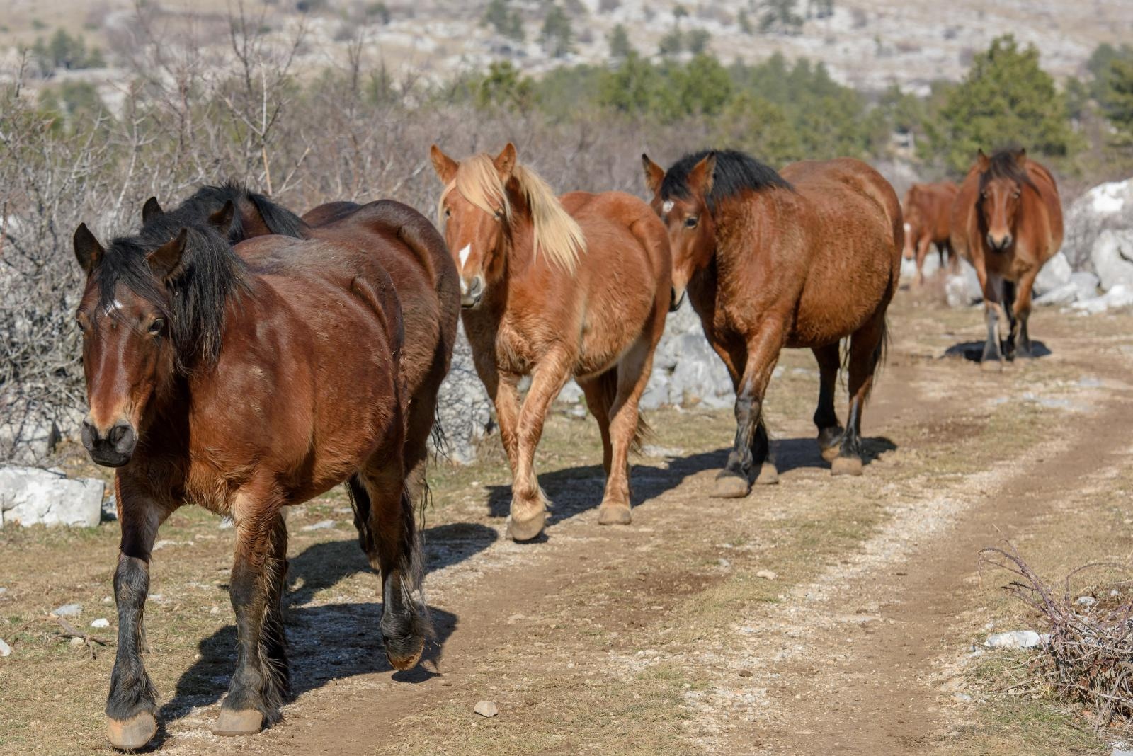 Veliko Rujno: Drago Krapić vlasnik je pedesetak konja koji obitavaju na velebitskim pašnjacima