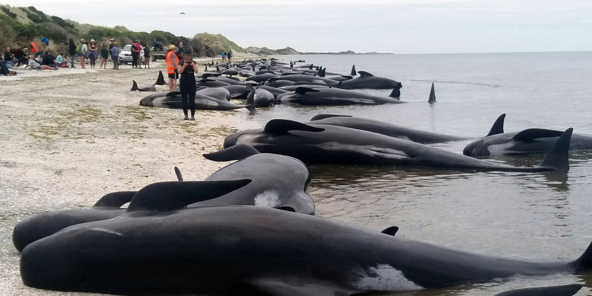 Kitovi Novi Zeland Kitovi Novi Zeland