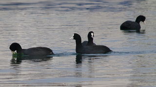 Liske u uvali Bregdetti