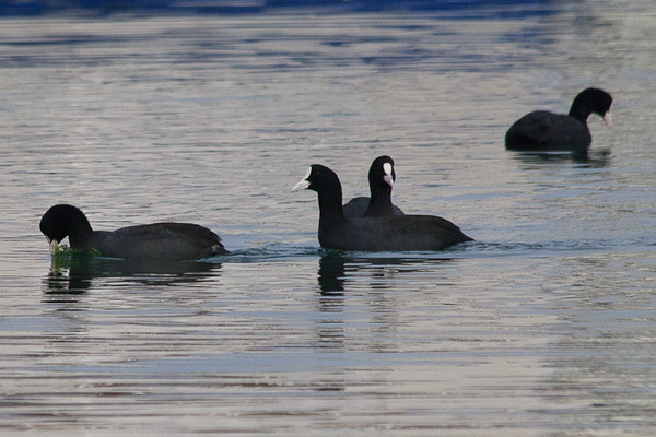 Liske u uvali Bregdetti