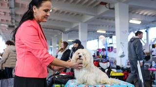 Izložba pasa na Zagrebačkom velesajmu Izložba pasa na Zagrebačkom velesajmu