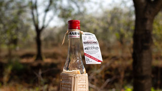 Stabla maraske oblače cvijetno ruho Stabla maraske oblače cvijetno ruho