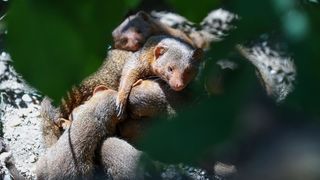 Mladunci patuljastog mungosa novi su stanovnici Zoološkog vrta Mladunci patuljastog mungosa novi su stanovnici Zoološkog vrta