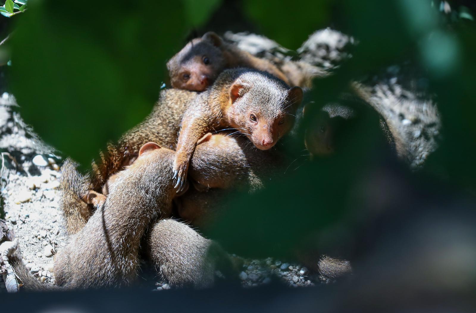 Mladunci patuljastog mungosa novi su stanovnici Zoološkog vrta Mladunci patuljastog mungosa novi su stanovnici Zoološkog vrta