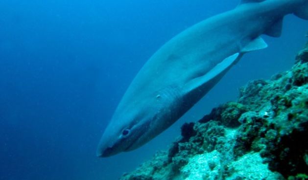 Morski pas, Foto: Karleto VINCAN