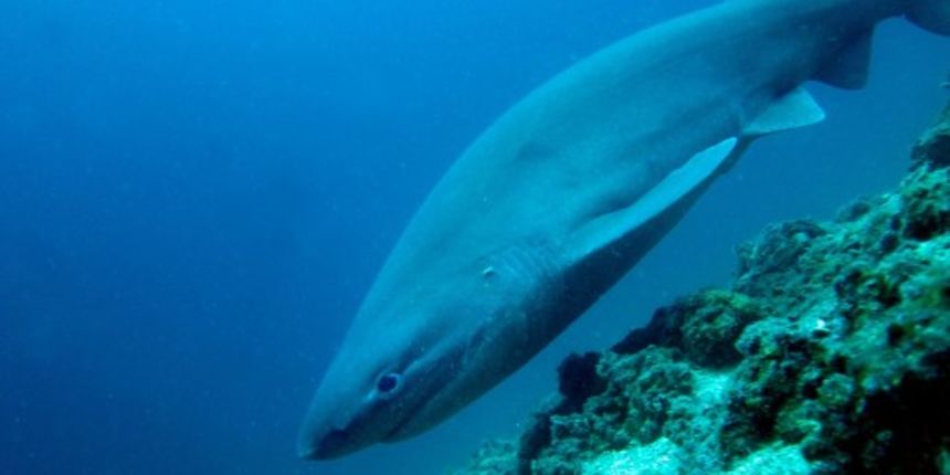 Morski pas, Foto: Karleto VINCAN Morski pas, Foto: Karleto VINCAN