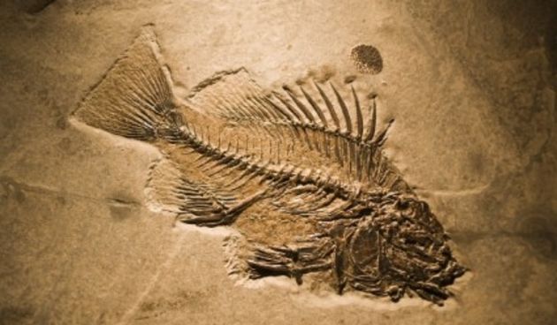 Fosil ribe, foto:metro-portal.hr