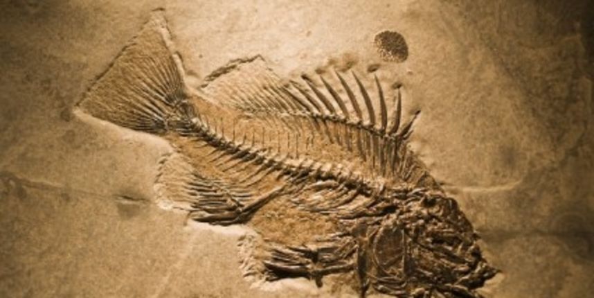 Fosil ribe, foto:metro-portal.hr Fosil ribe, foto:metro-portal.hr