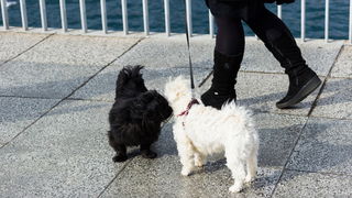 Đir po gradu 22. studenog 2016. Foto: Bojan Bogdanić Đir po gradu 22. studenog 2016. Foto: Bojan Bogdanić
