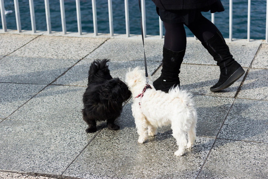 Đir po gradu 22. studenog 2016. Foto: Bojan Bogdanić Đir po gradu 22. studenog 2016. Foto: Bojan Bogdanić