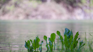 Ugodno prijepodne uz tok rijeke Karešnice i stare zapuštene mlinove, foto: Darko Belančić