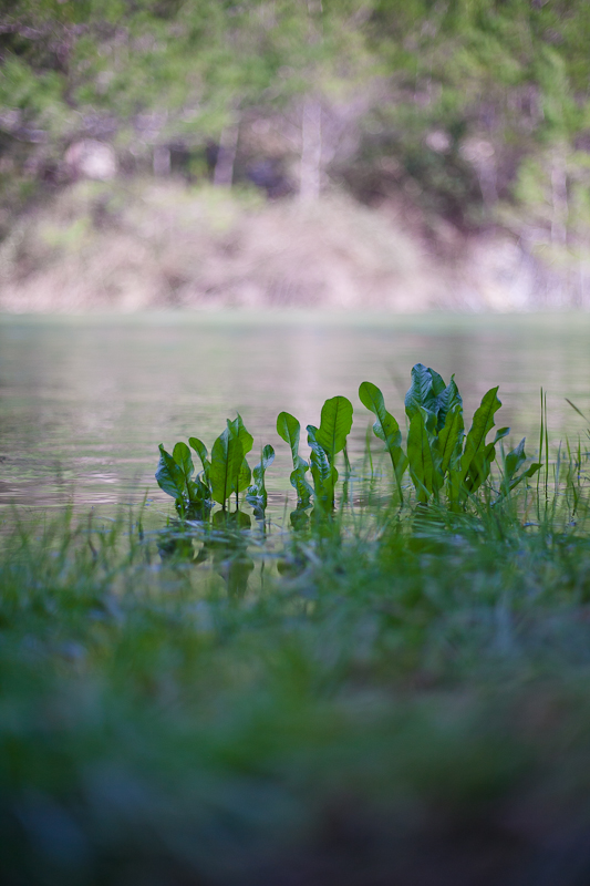 Ugodno prijepodne uz tok rijeke Karešnice i stare zapuštene mlinove, foto: Darko Belančić
