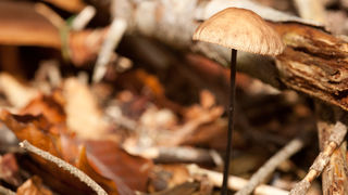 Lička jesen u znaku gljiva, Foto: Leo Banić