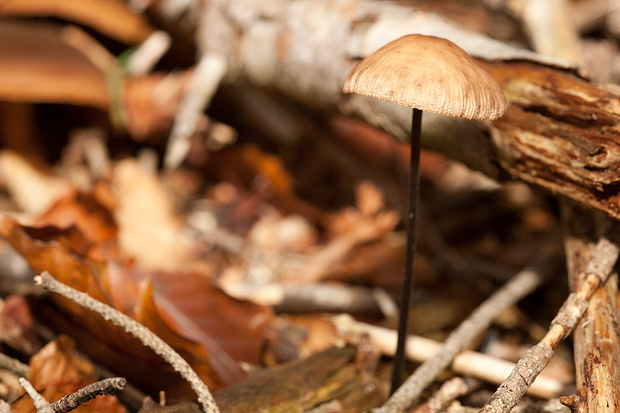 Lička jesen u znaku gljiva, Foto: Leo Banić