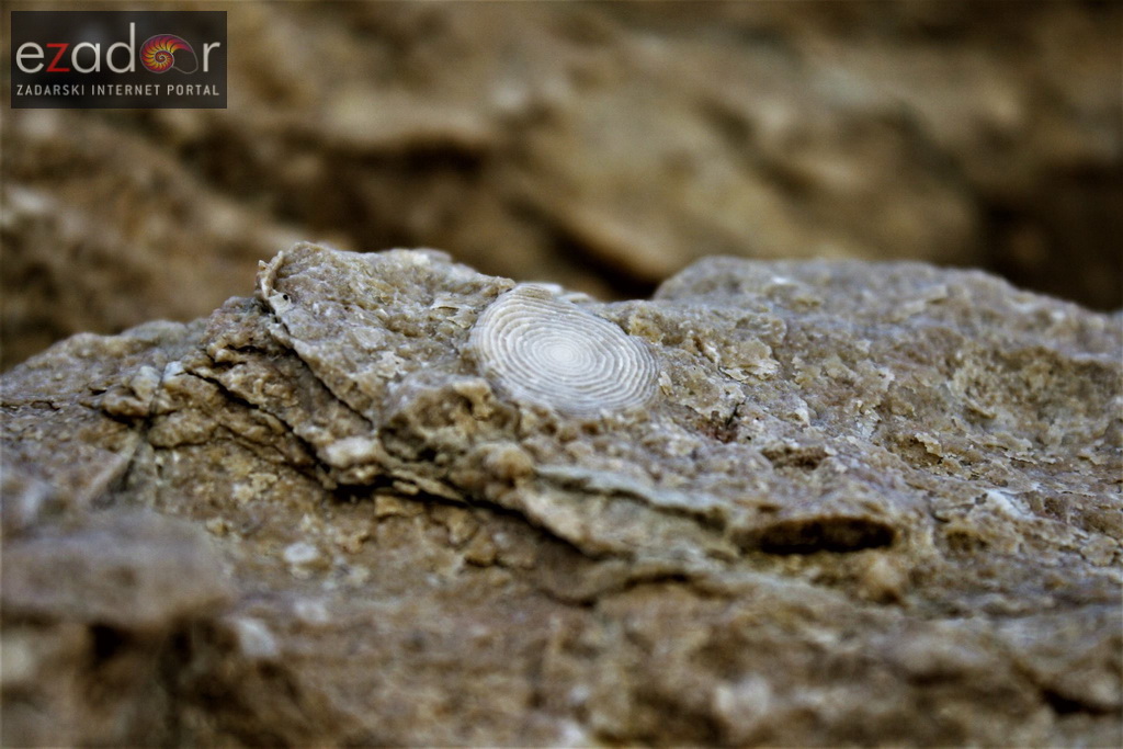 Metajna: Pag Island Star Trekk- Life on Mars Edition Metajna: Pag Island Star Trekk- Life on Mars Edition