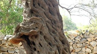 Lun: u posjeti tisućljetnom masliniku, Foto: Luka Stanzl/PIXSELL Lun: u posjeti tisućljetnom masliniku, Foto: Luka Stanzl/PIXSELL