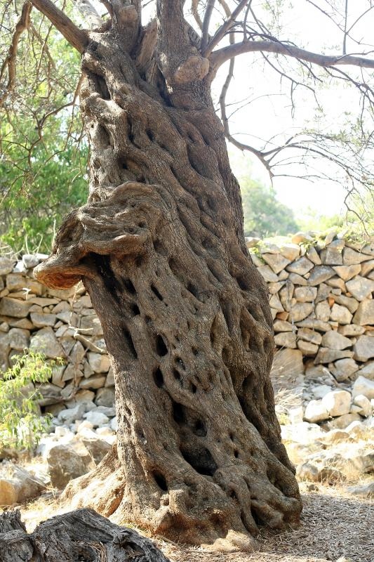 Lun: u posjeti tisućljetnom masliniku, Foto: Luka Stanzl/PIXSELL Lun: u posjeti tisućljetnom masliniku, Foto: Luka Stanzl/PIXSELL