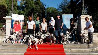 Red Carpet Dalmatian Walk @Trg pet bunara Red Carpet Dalmatian Walk @Trg pet bunara