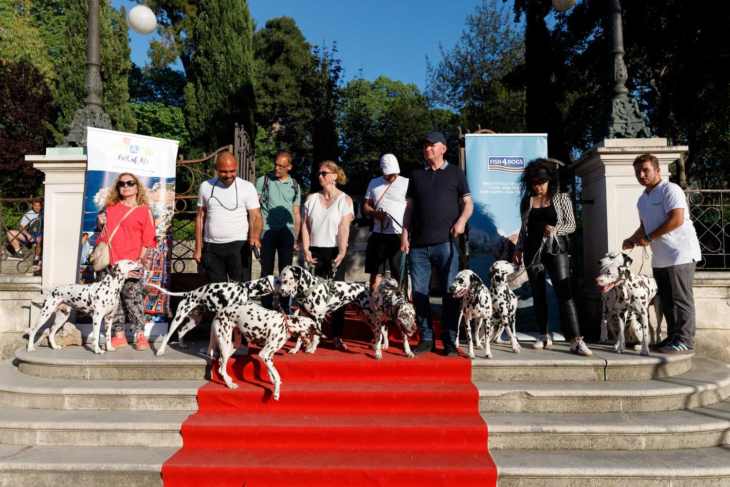 Red Carpet Dalmatian Walk @Trg pet bunara Red Carpet Dalmatian Walk @Trg pet bunara