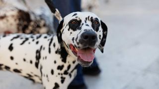 Red Carpet Dalmatian Walk @Trg pet bunara Red Carpet Dalmatian Walk @Trg pet bunara