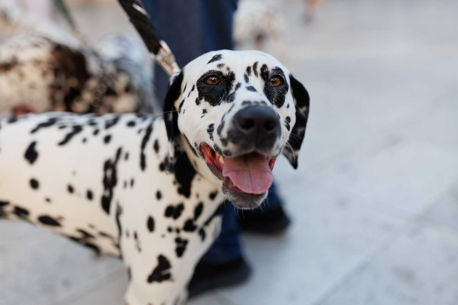 Red Carpet Dalmatian Walk @Trg pet bunara Red Carpet Dalmatian Walk @Trg pet bunara